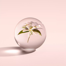 Load image into Gallery viewer, Jasmine and Sun Rose Bath & Shower Gel